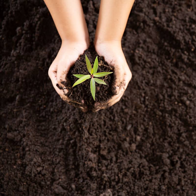 Transfer Plants from Hydroponics to Soil