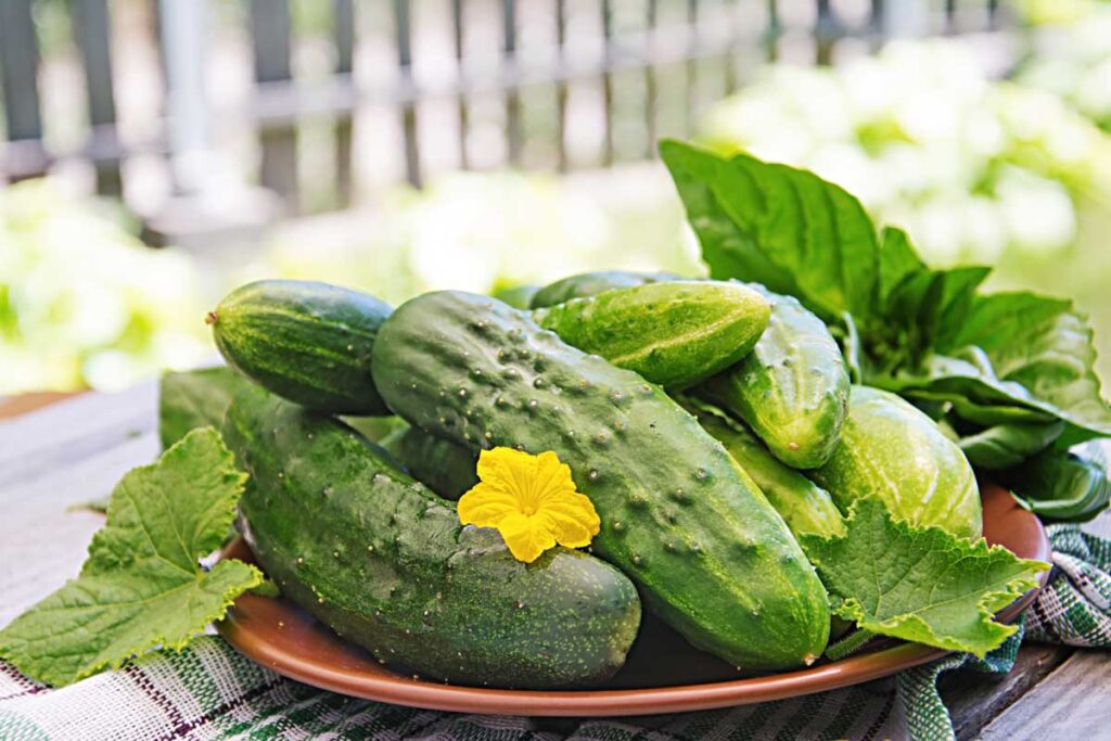 hydroponic cucumbers guide