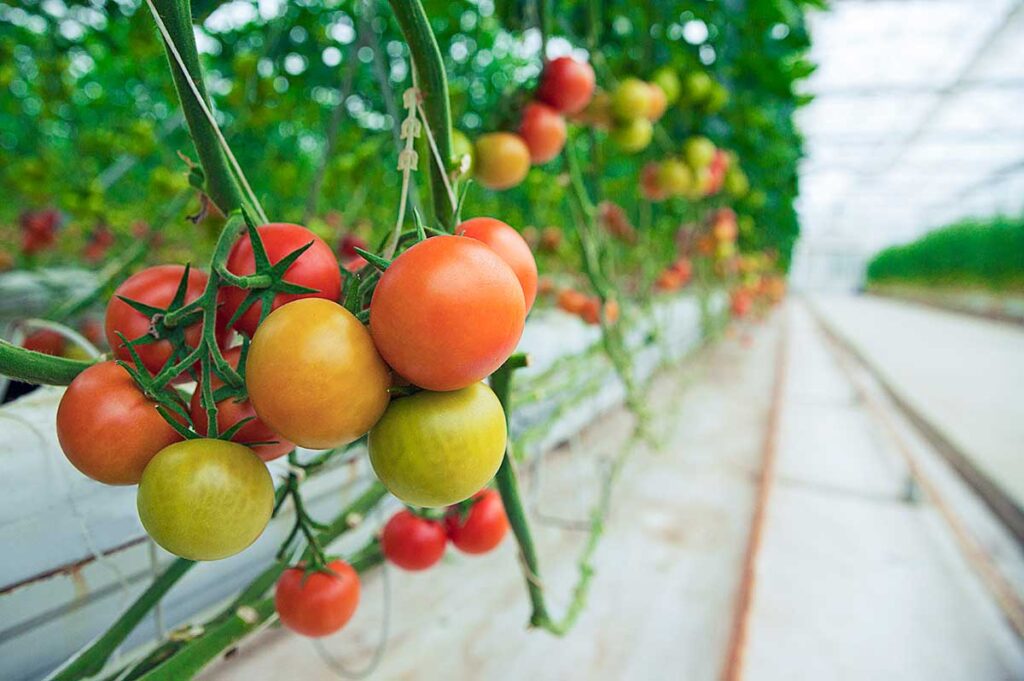 hydroponic tomatoes