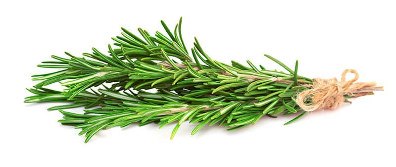 Best Hydroponic Herbs Rosemary