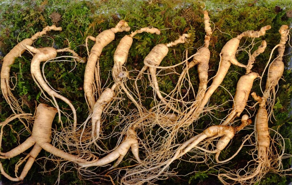 Ginseng long-term crop
