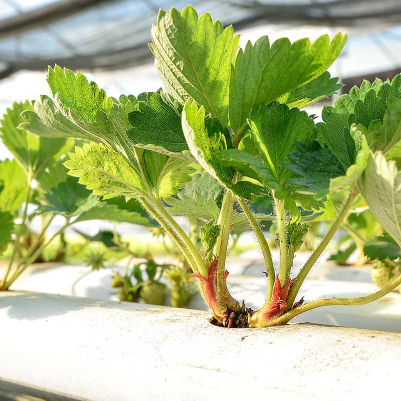 Are Hydroponic Strawberries Safe to Eat HydroponicFarmTips Farming