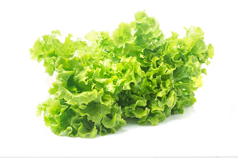 Lettuce Best 10 Hydroponic Vegetables 