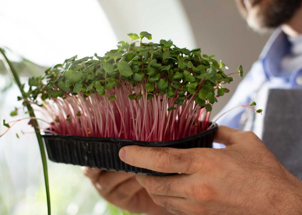 Microgreens best hydroponic plants for profit