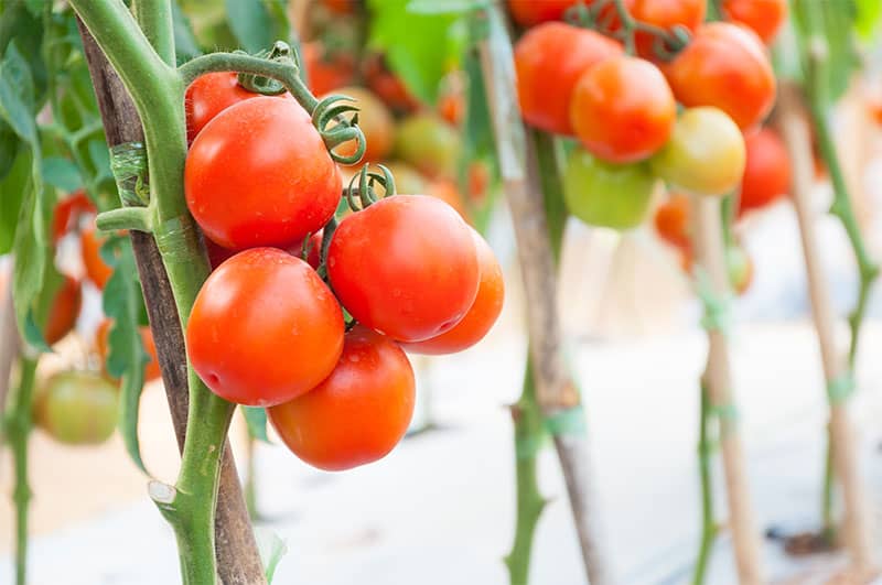 cherry tomatoes hydroponic garden