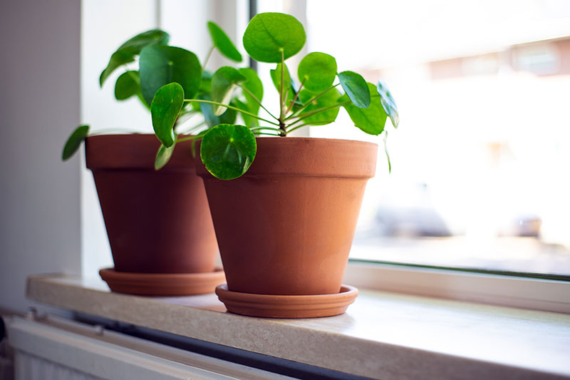 Chinese Money Plant