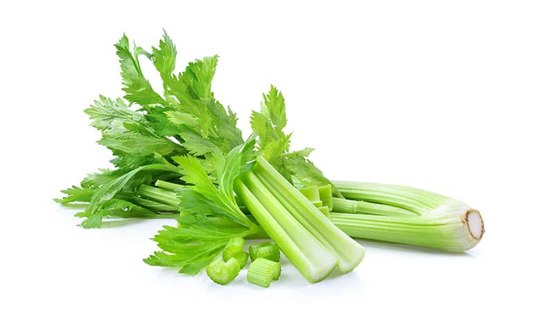 fresh celery hydroponic