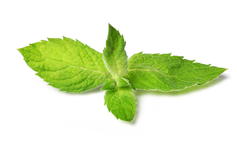 Peppermint Best Hydroponic Herbs