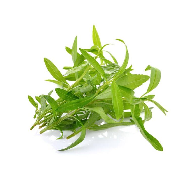 10 Best Hydroponic Herbs HydroponicFarmTips Farming of the Future