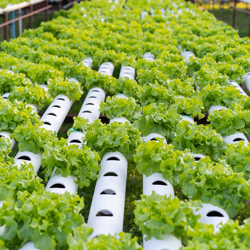 Advantages of Hydroponic Vegetables