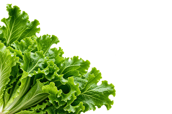 Fresh green lettuce leaves