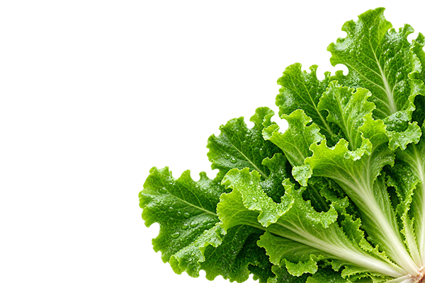 Fresh hydroponic lettuce leaves